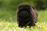 CHOW CHOW 521